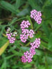 blomster.jpg blomster.jpg