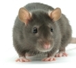 rotte